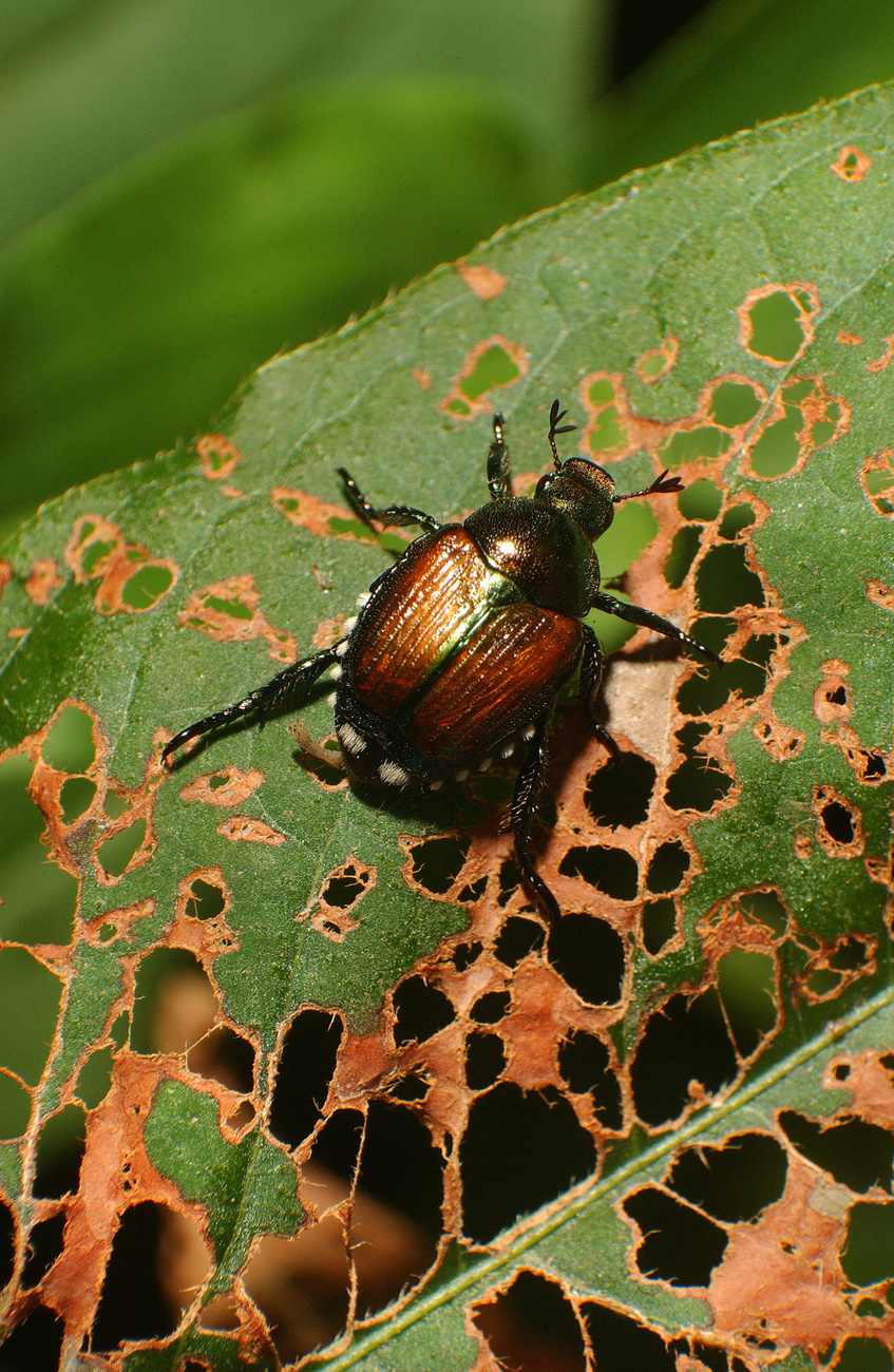 Coleottero giapponese