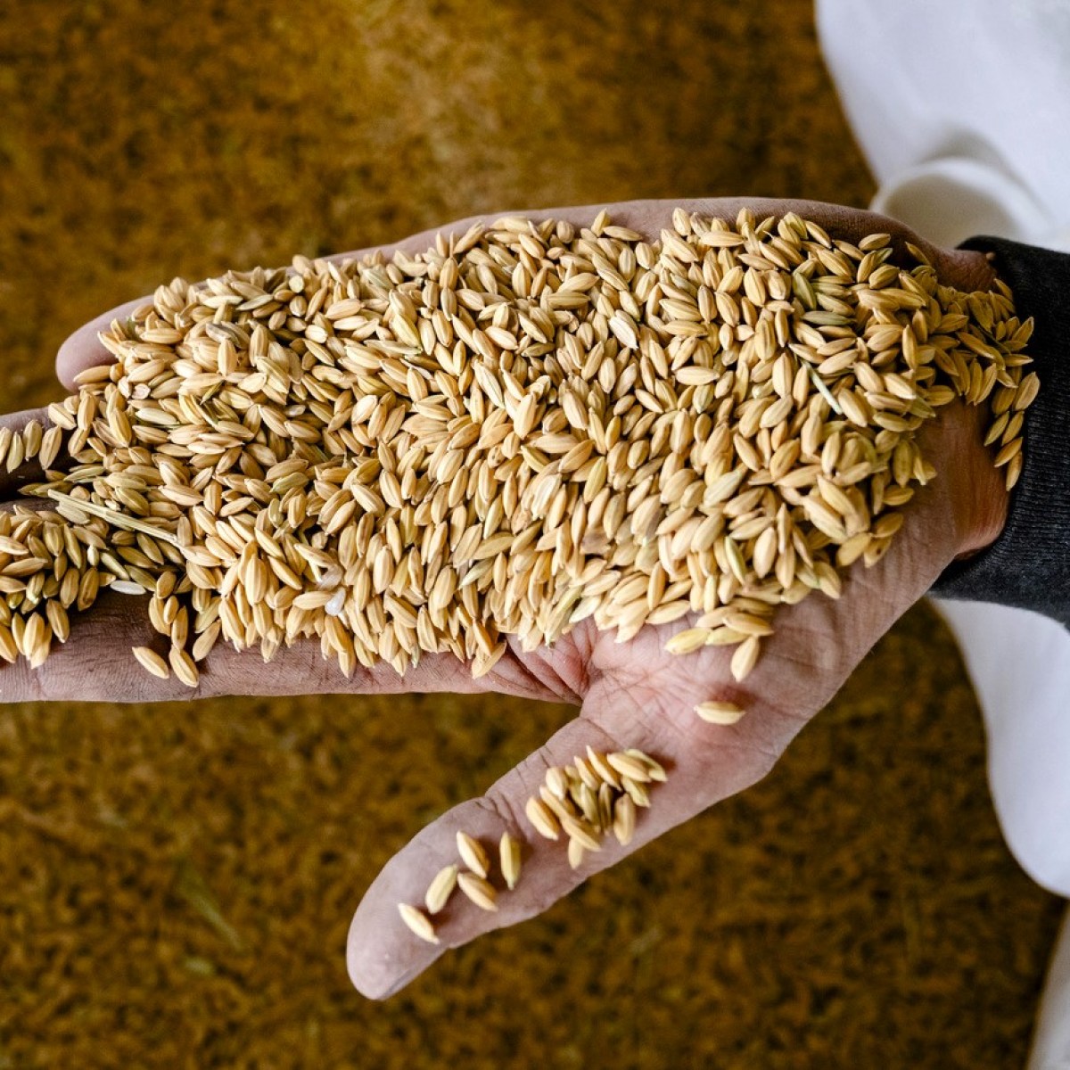 Swiss agriculture adapts to climate change