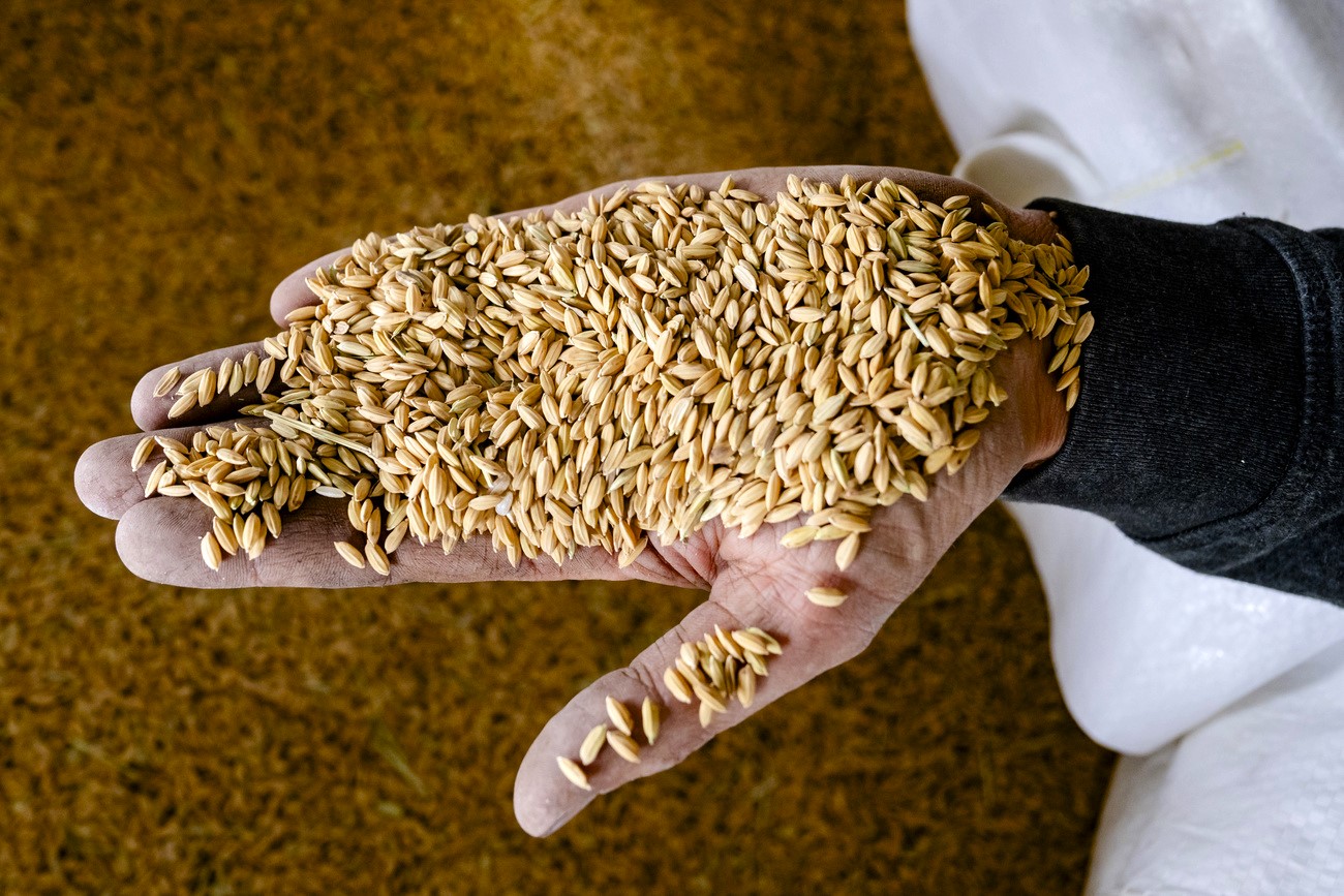 Grains de riz dans une main.