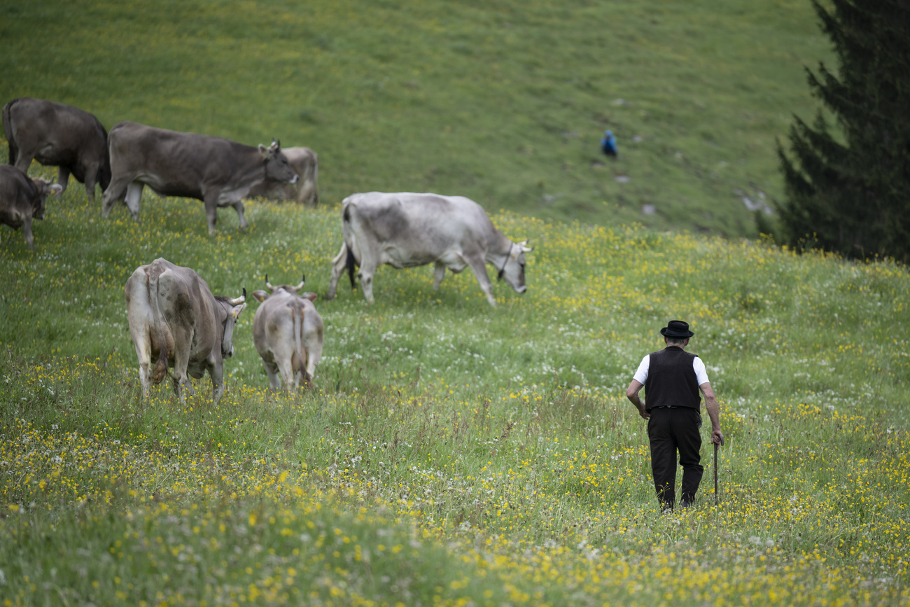 Cows on a pasture in canton Appenzell Inner Rhodes.