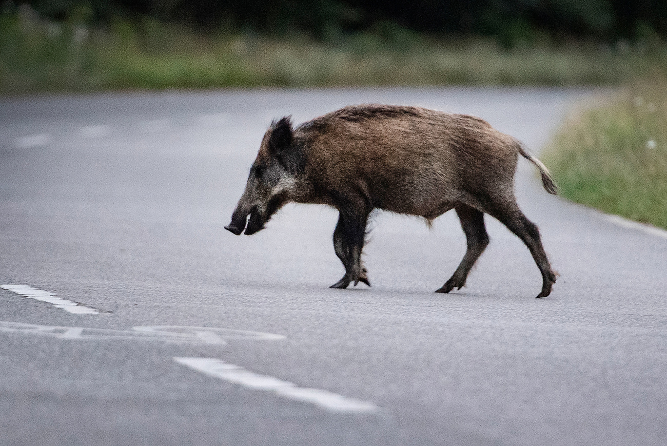 Wildschwein überquert die Strasse