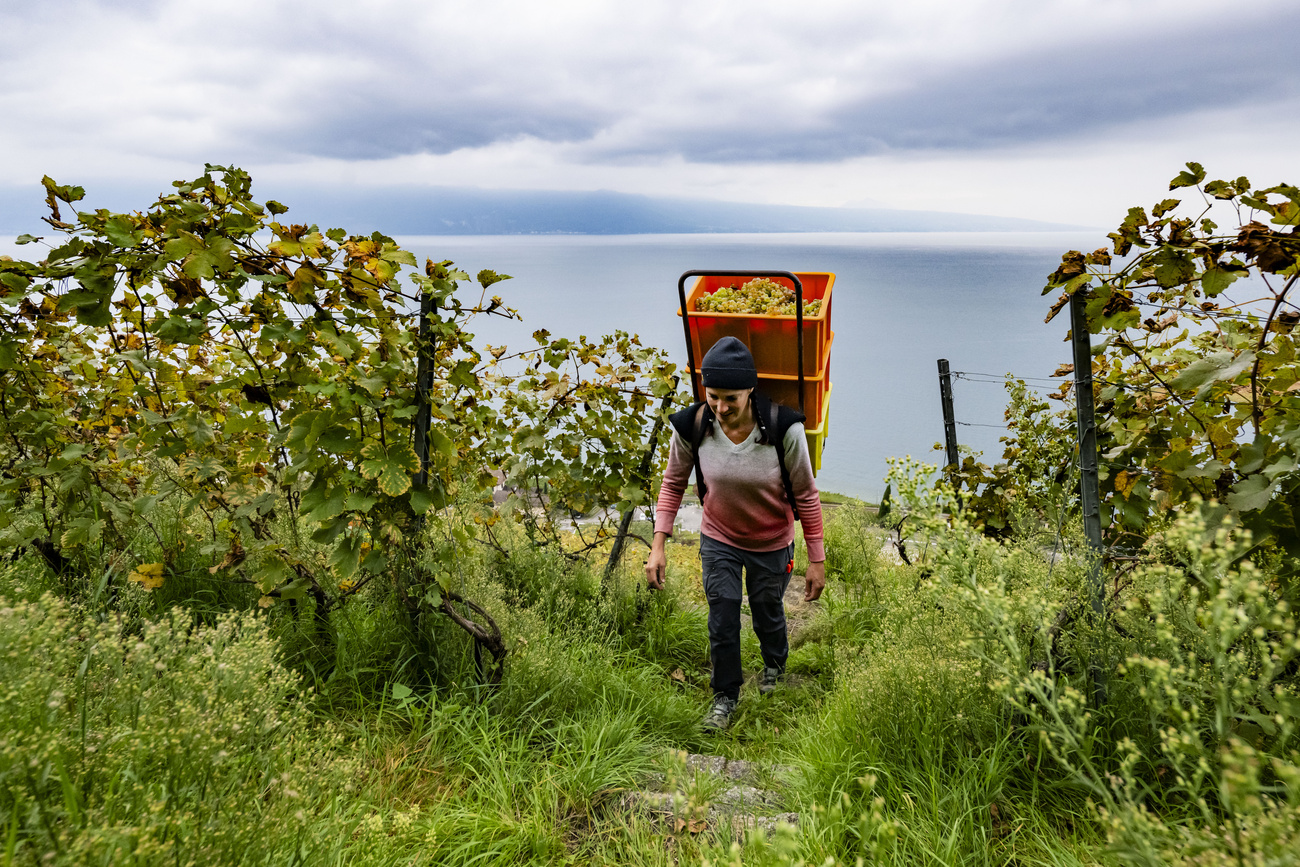 picking grapes