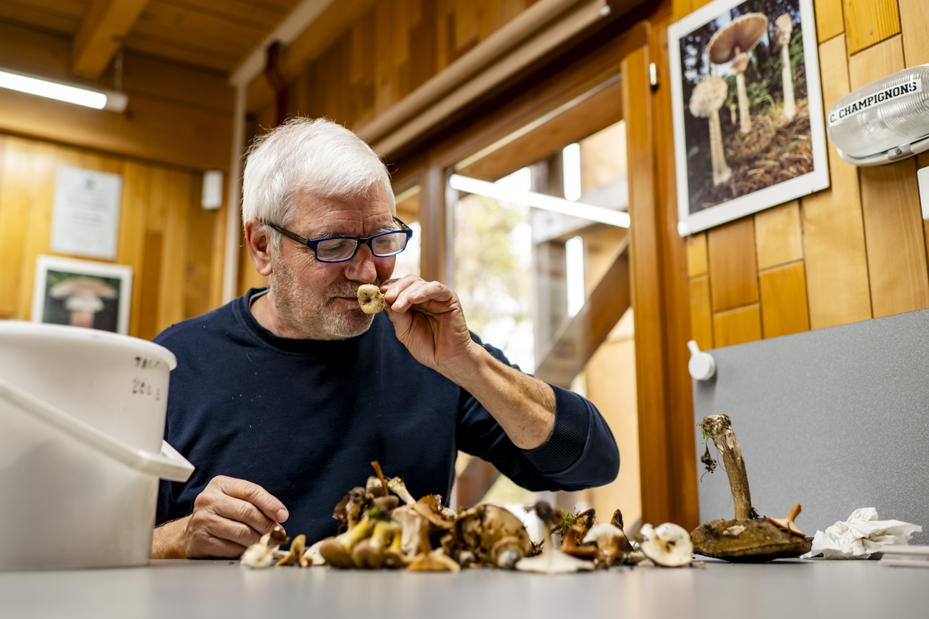 Pierre-Alain Leresche, der offizielle Kontrolleur der Stadt Lausanne, kontrolliert am Dienstag, 21. Oktober 2025, im Boscal du Chalet-a-Gobet in Lausanne den Pilzkorb eines Pilzsammler.