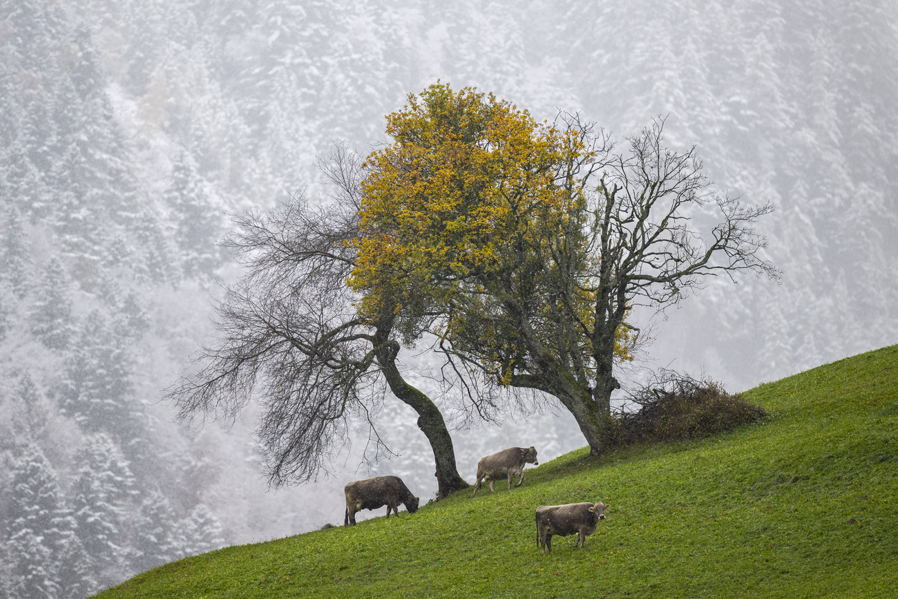 Mucche su prato verde sotto albero con foglie gialle. Foresta innevata sullo sfondo
