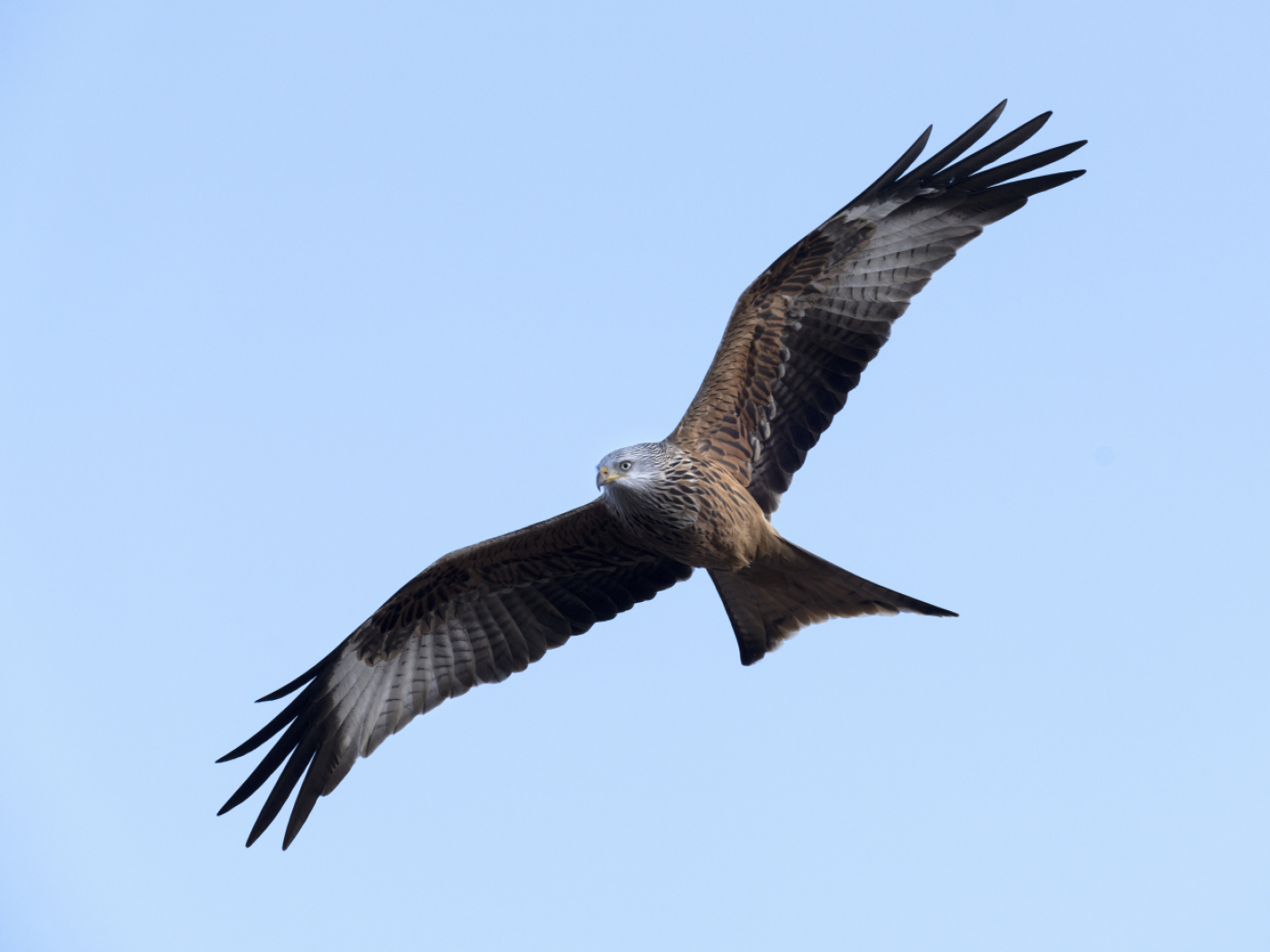 High-mounted wind turbine rotors protect red kites from collisions