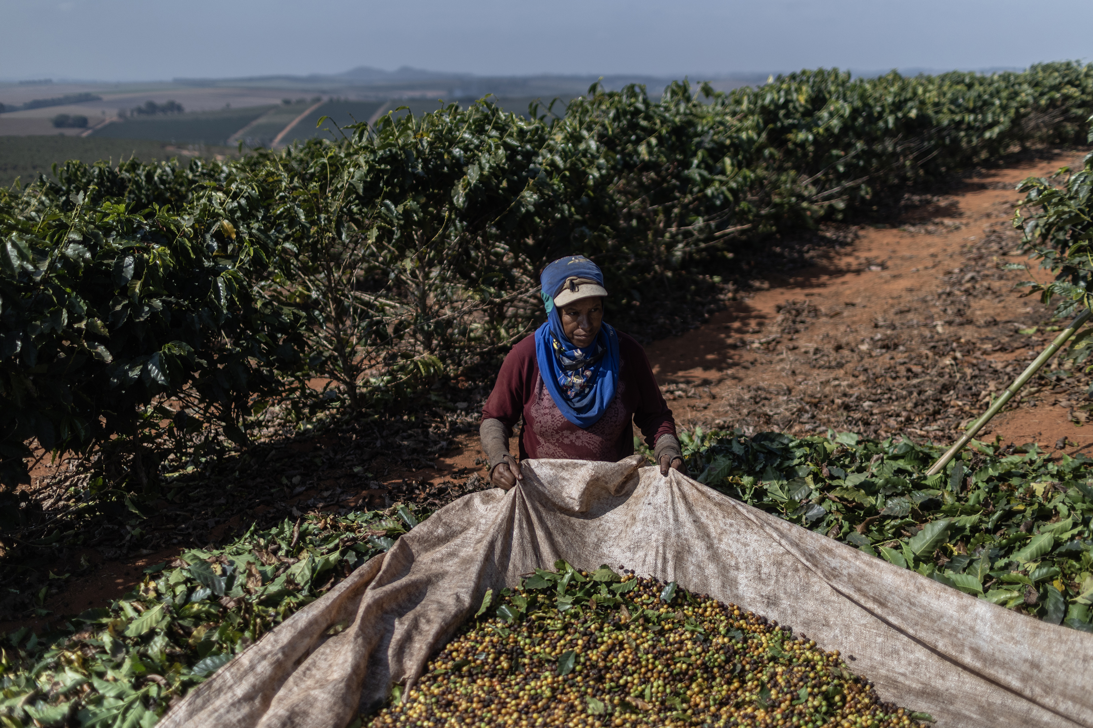 Harvesting coffee in Alfenas, Brazil, in July. The country is the world’s largest coffee producer.