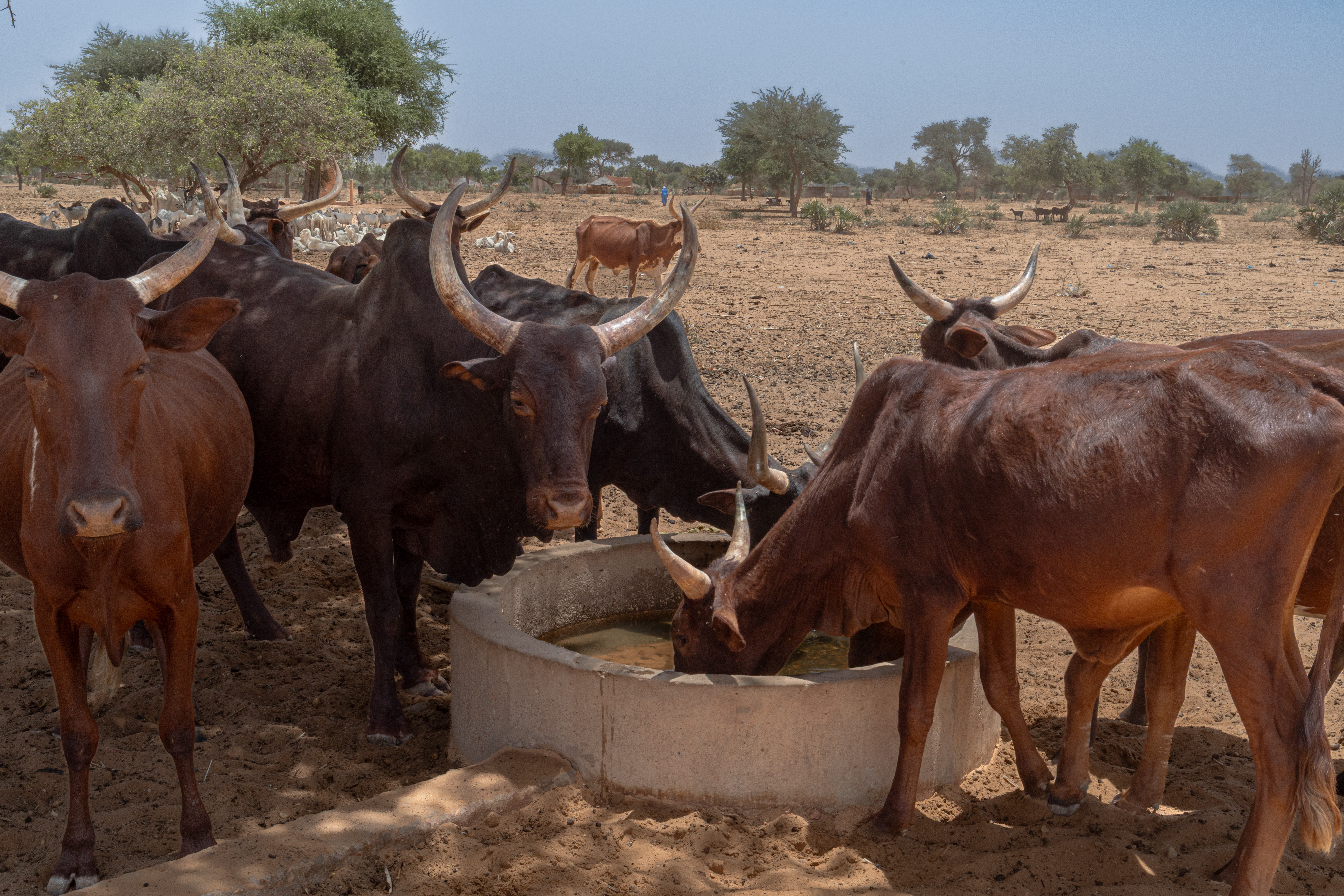 PHRASEA MARADI - Rougga Chigali Construction d'un Puits pastoral 08 Avril 2025. ,;,,