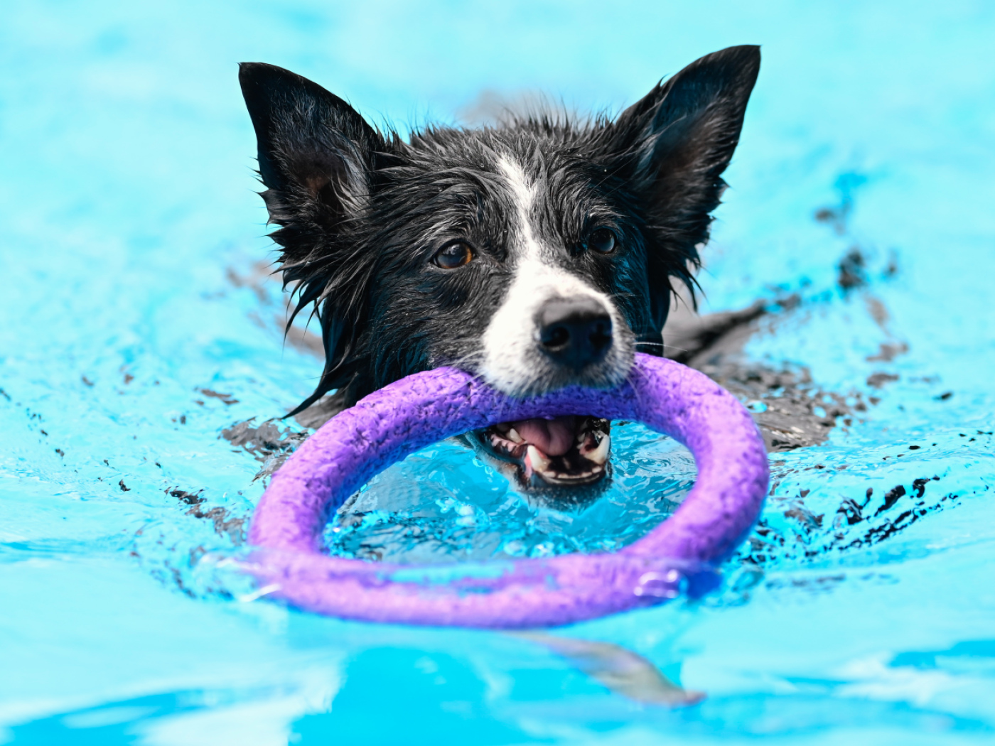 Swiss-Austrian study finds dogs show signs of addiction