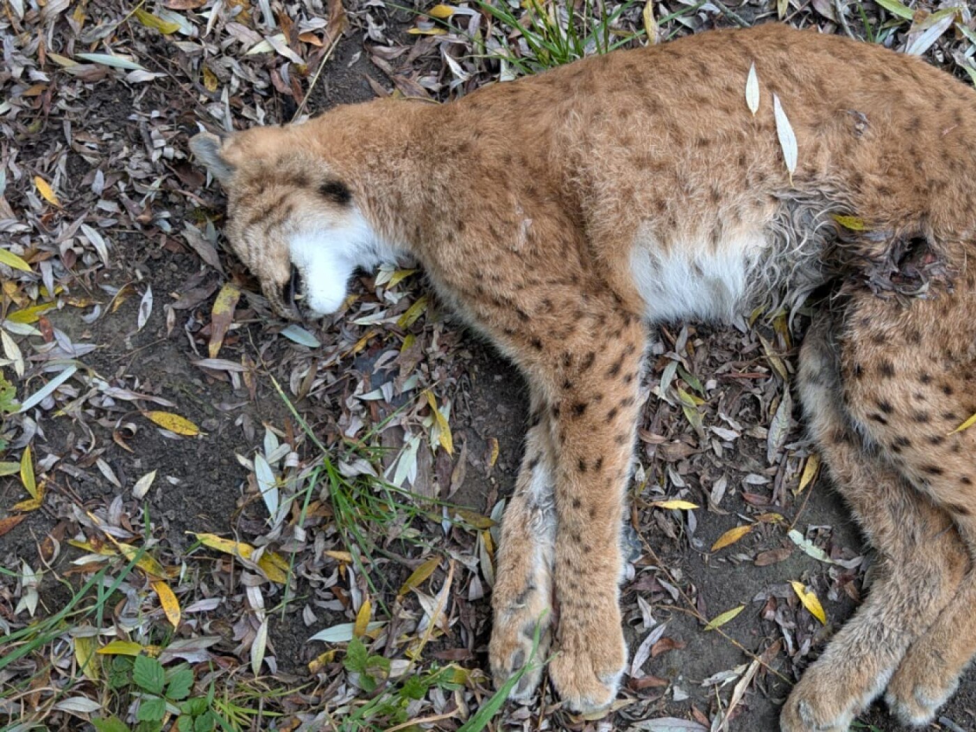 Unknown individuals poach female lynx in the canton of Fribourg
