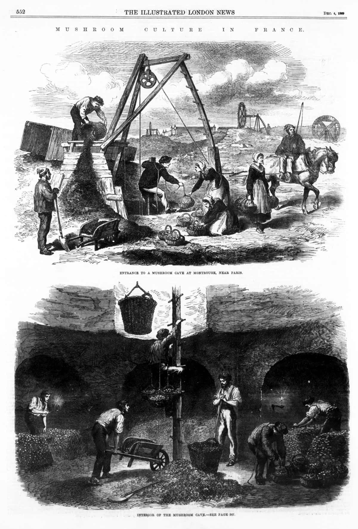 Culture des champignons dans les catacombes de Paris.