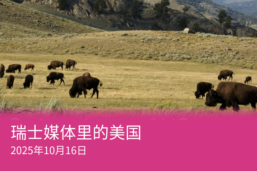 野牛在黄石国家公园内悠然吃草。