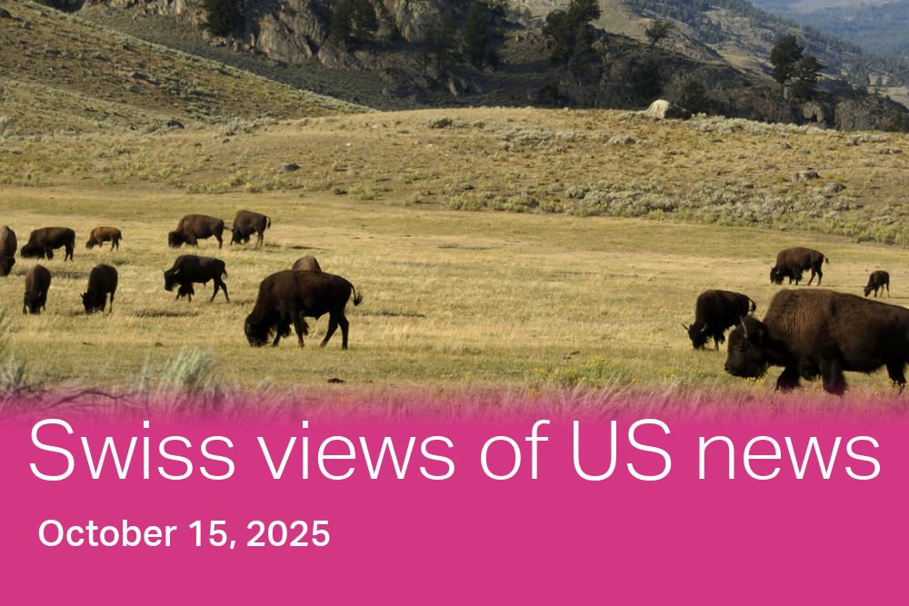 Bison