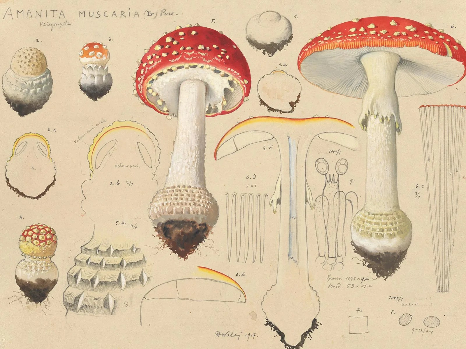 Une amanite tue-mouche, dessinée par l’artiste et chercheur suisse Hans Walty