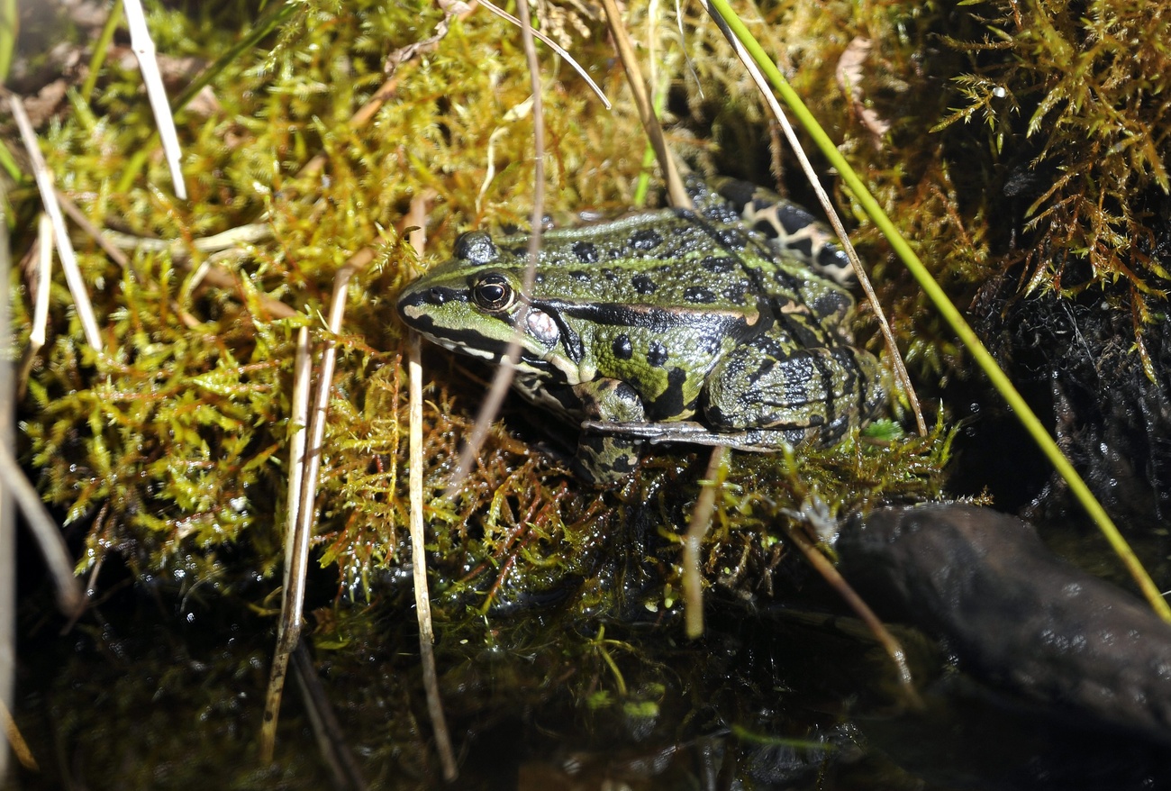 Ein Frosch