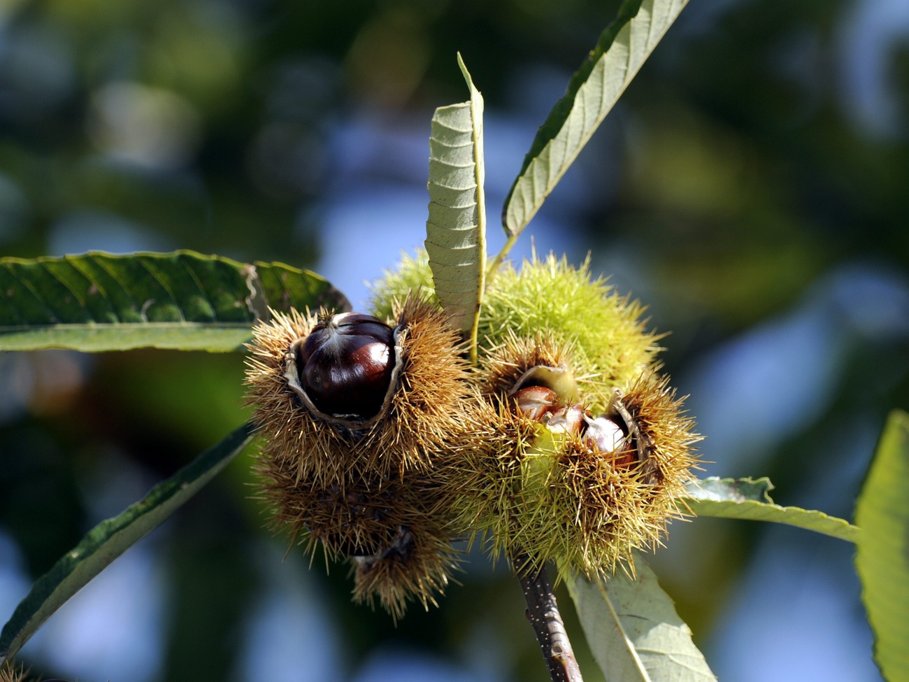 ricci di castagna carichi di frutti su ramo