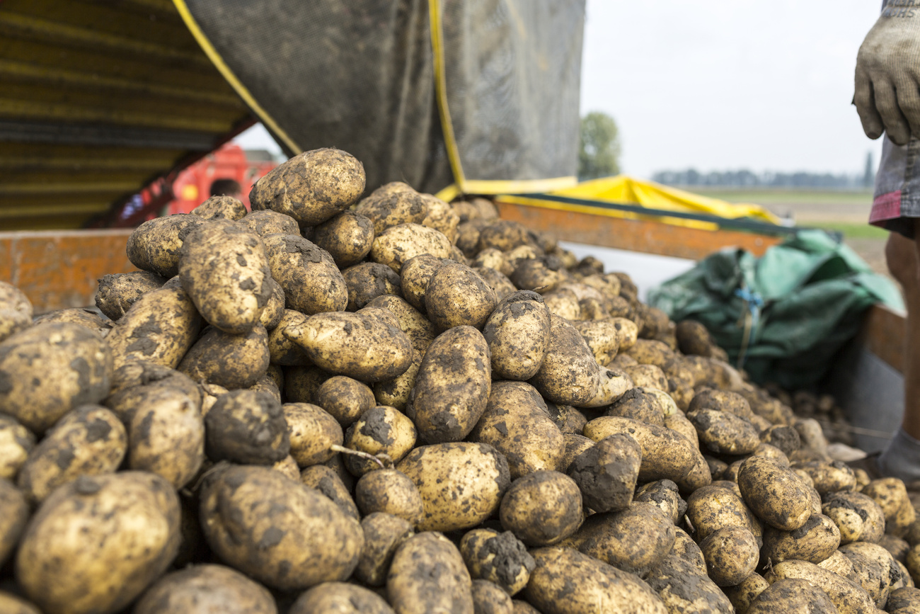 patate appena raccolte