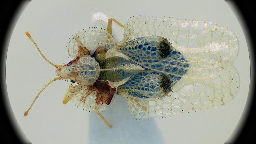 Eine halb durchsichtige Wanze