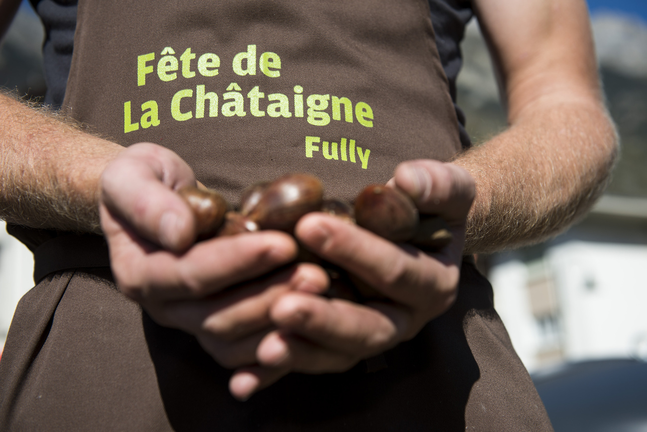 persona tiene in mano castagne