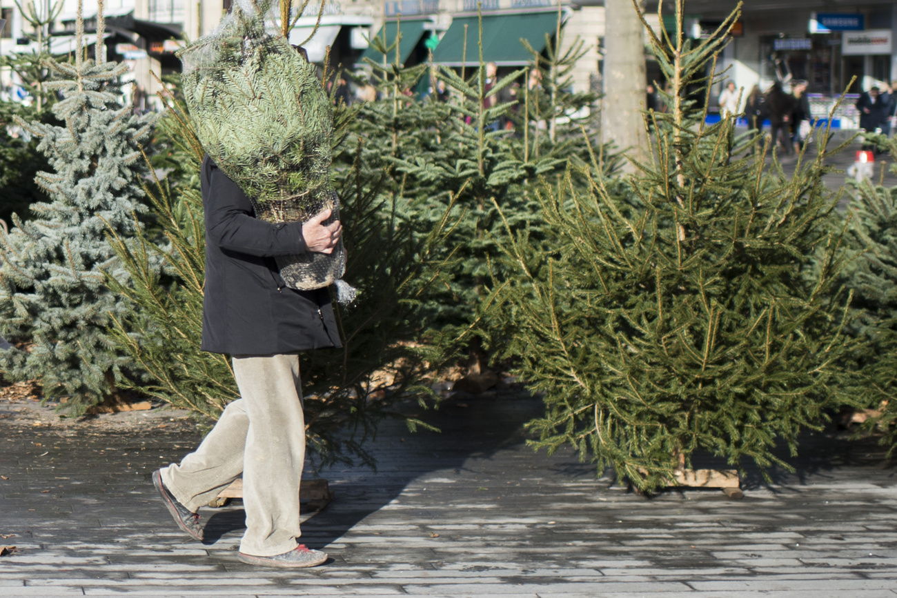 Alberi di Natale in vendita.