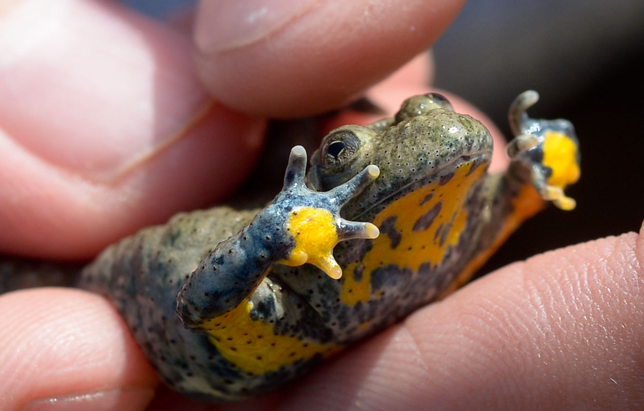 Gelb-grüner Frosch in der Hand einer Person