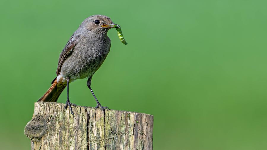Ein Rotkehlchen mit einer Raupe im Schnabel