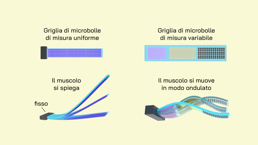 illustrazione su come si piegano i muscoli
