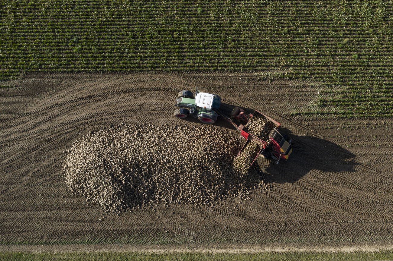 Raccolta di barbabietole da zucchero.