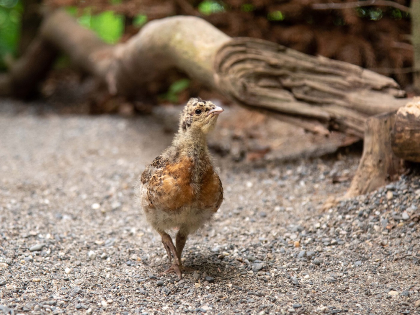 Kochada bir kishi jinsiy olatni korsatdi Qamoqxona boshligi porno suratga tushdi