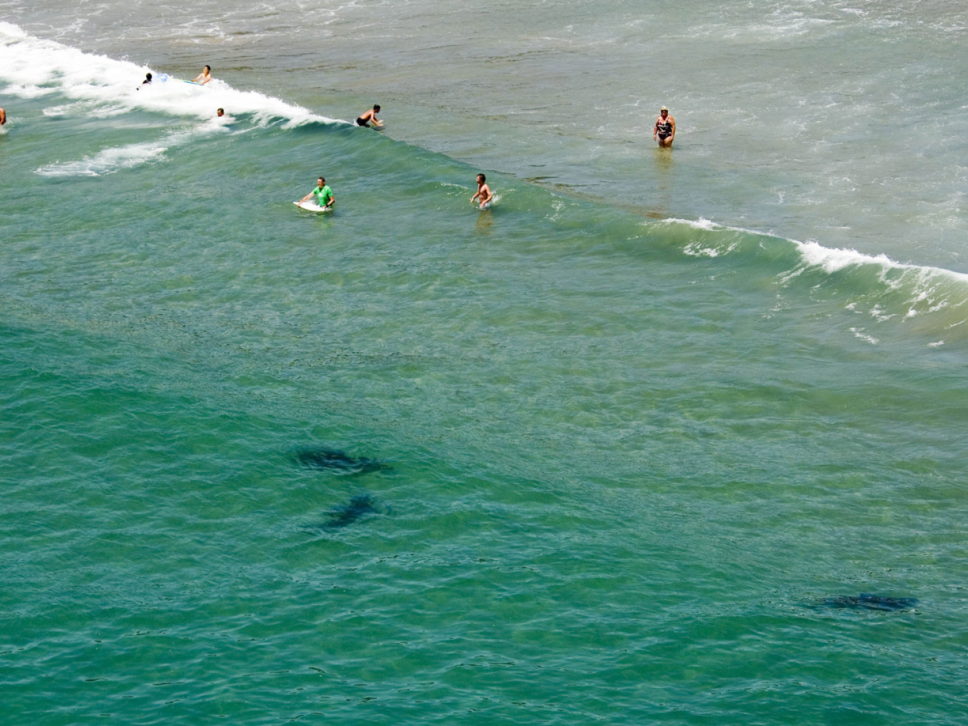 squali in acqua vicino a una spiaggia australiana