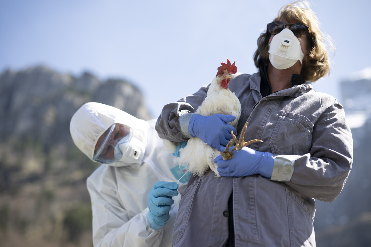 operatori della protezione civile controllano una gallina