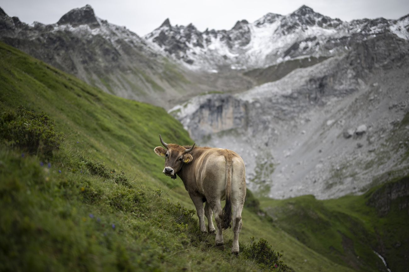 Cow in the mountains.