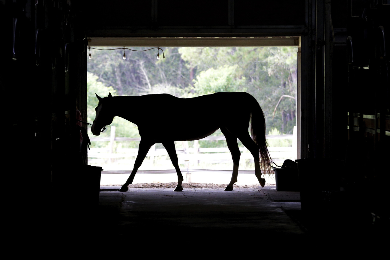 cavallo in controluce