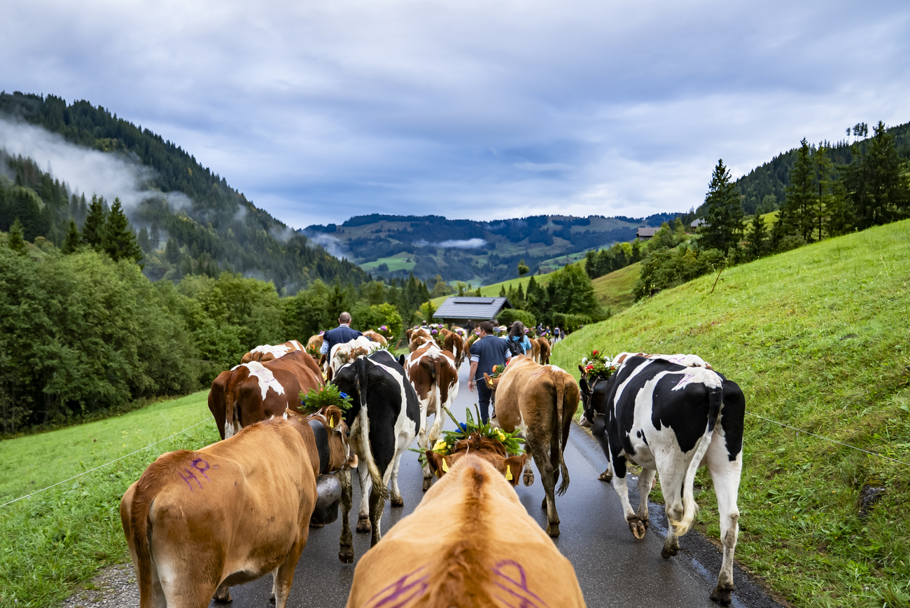 After feeding in the Alps all summer, cows are escorted back to their farms.