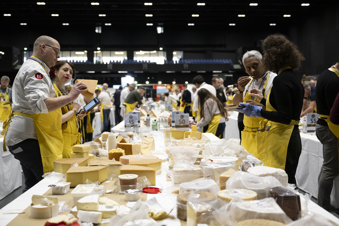Membri della giuria provano i formaggi in competizione.