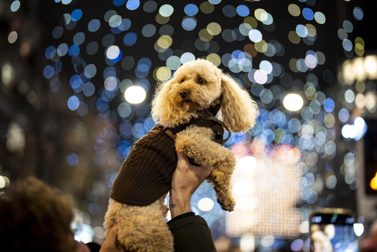 Cagnolino sollevato da una mano.