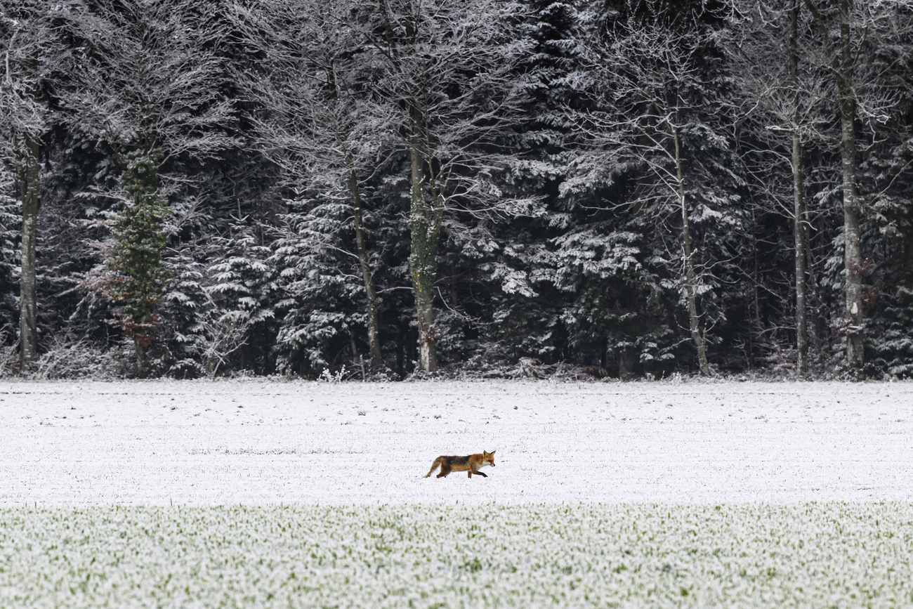 volpe che cammina su un campo innevato