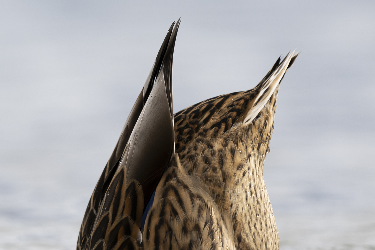 Parte posteriore di un'anatra