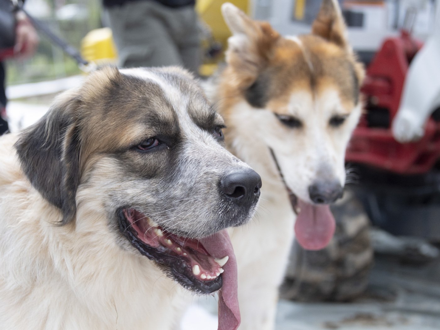 Veterinary service euthanises dogs after farm eviction in Ramiswil SO