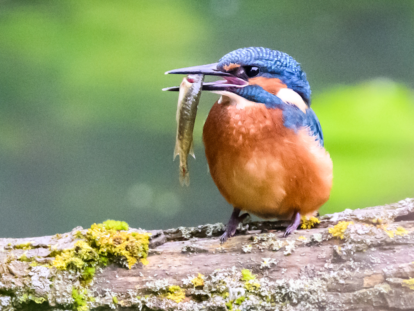 martin pescatore con pesciolino nel becco