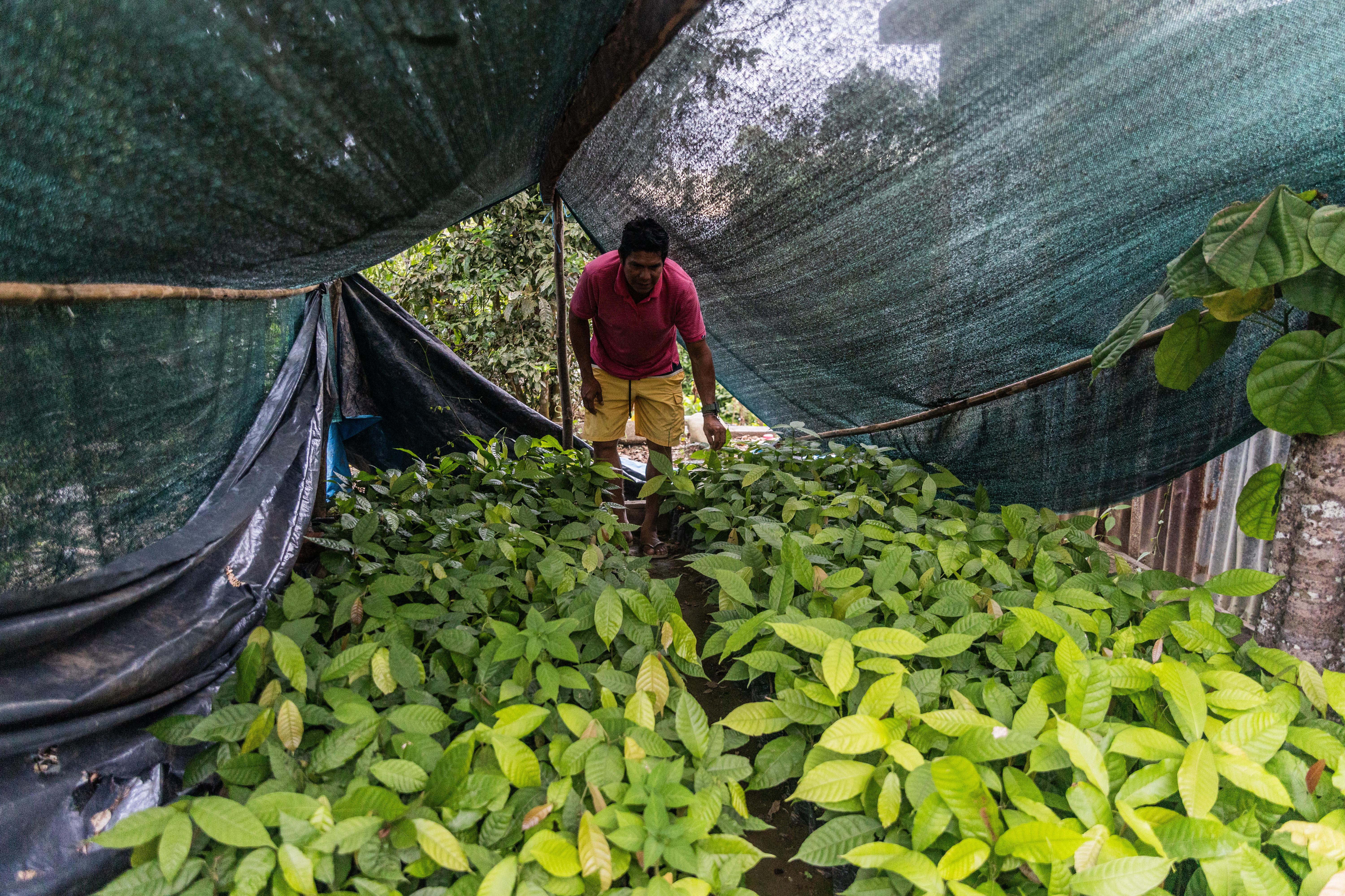 A man with cacao plants under a tent