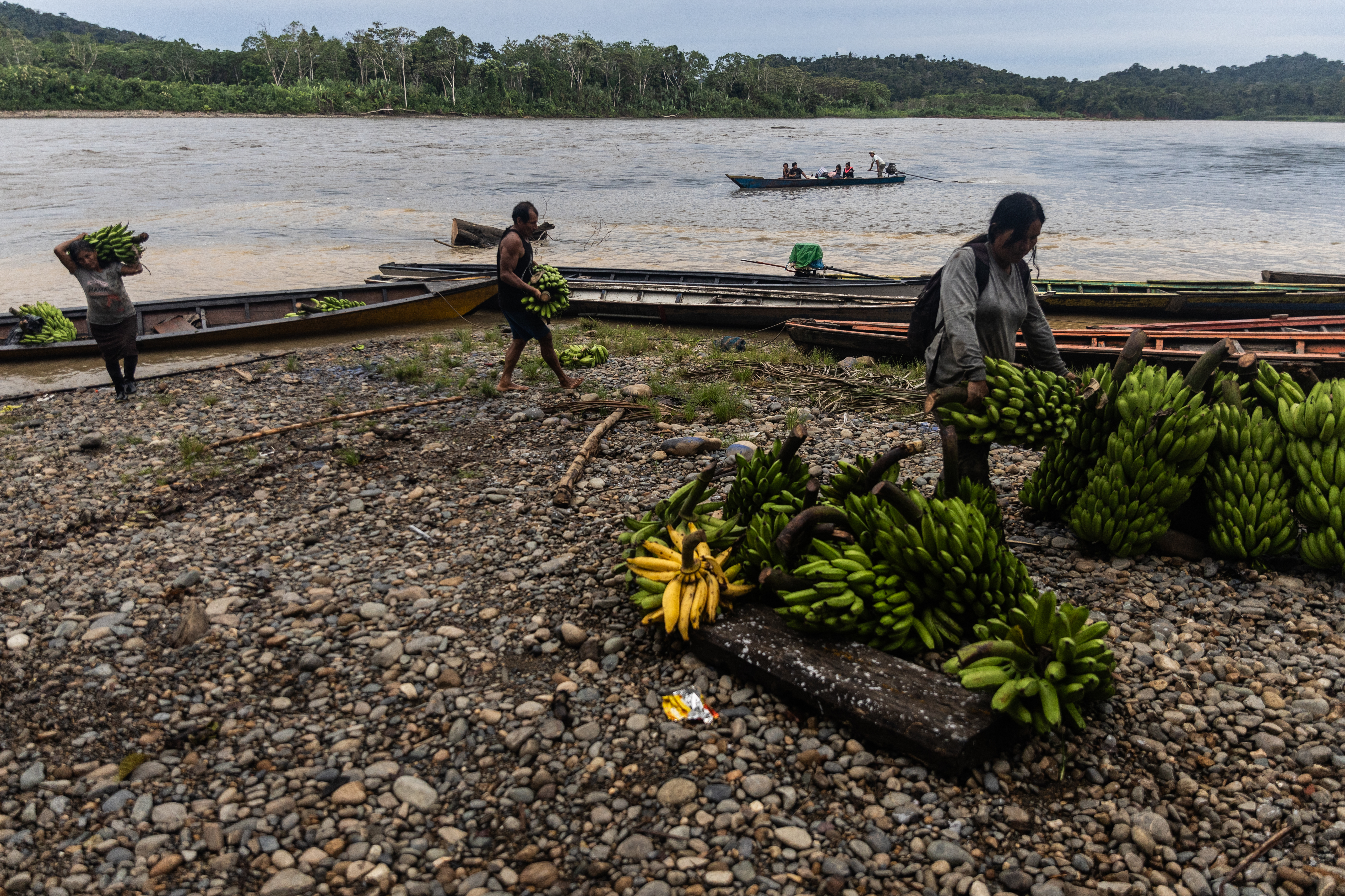 Unloading bananas by the side of a river