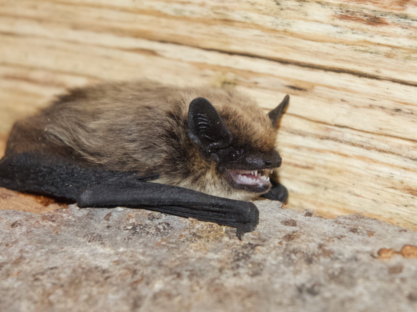 Alpine bat appears in Basel for the first time