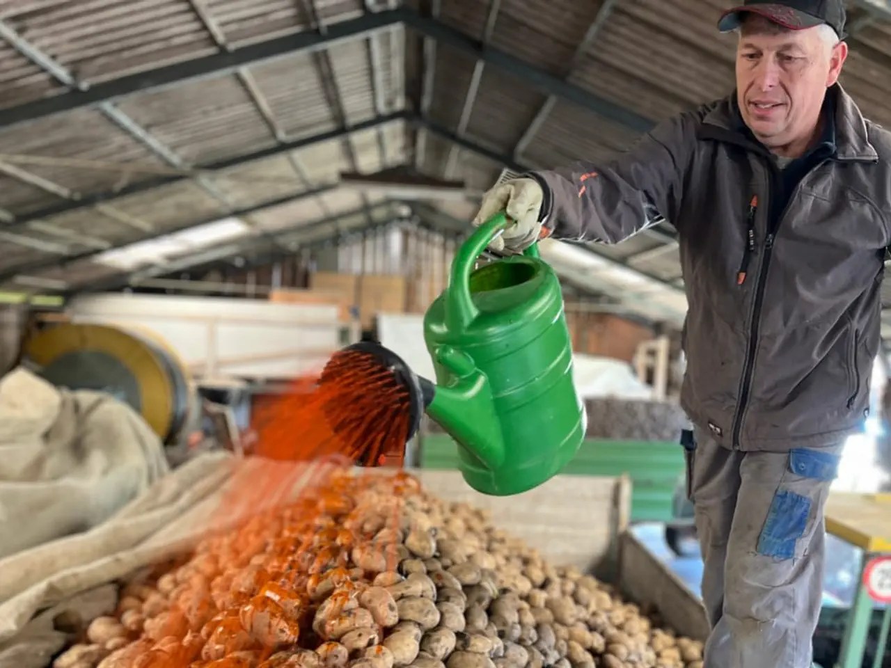 To prevent the potatoes from being resold, the farmer has to douse them with food colouring.