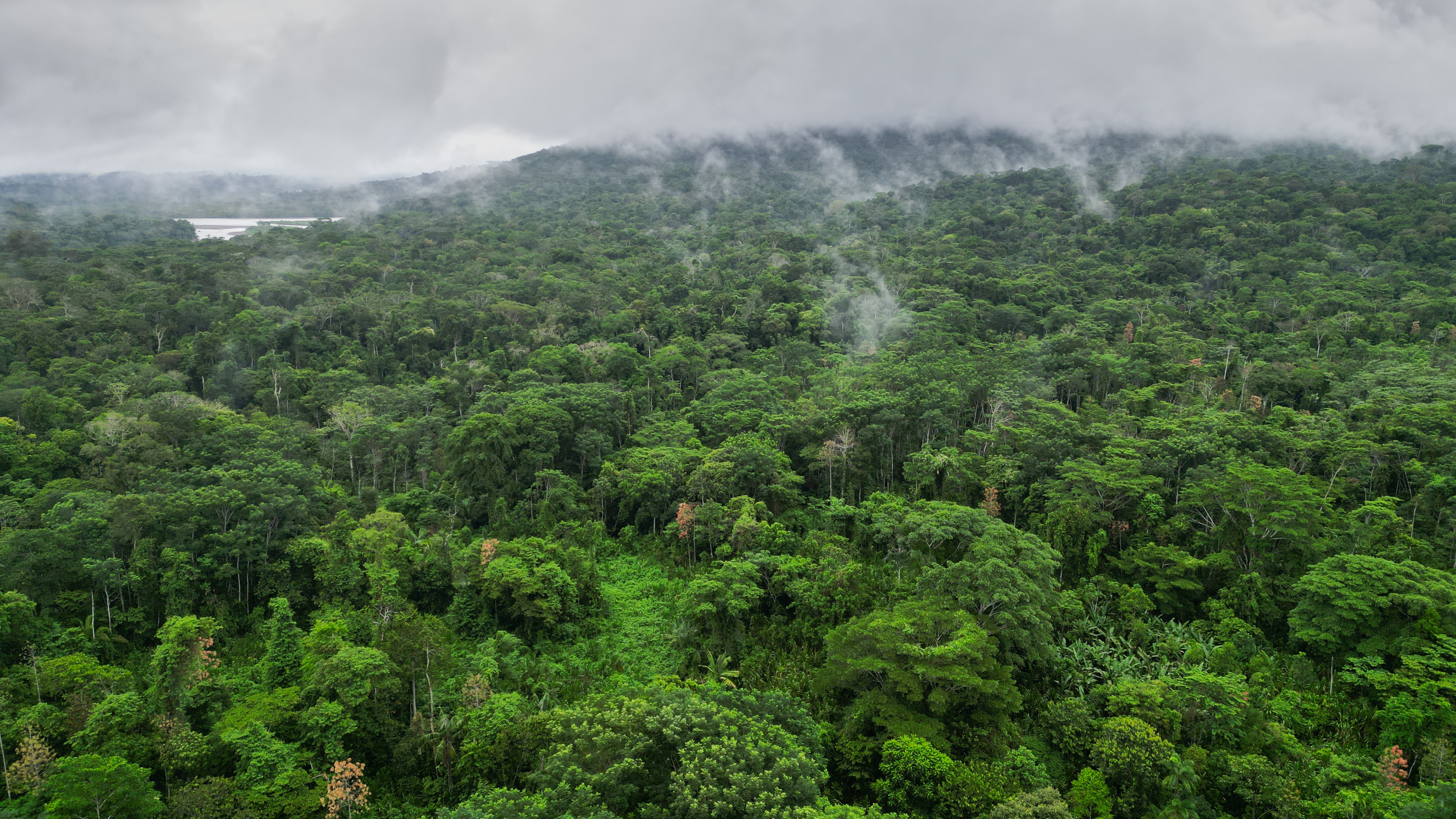 The Amazon rainforest from above
