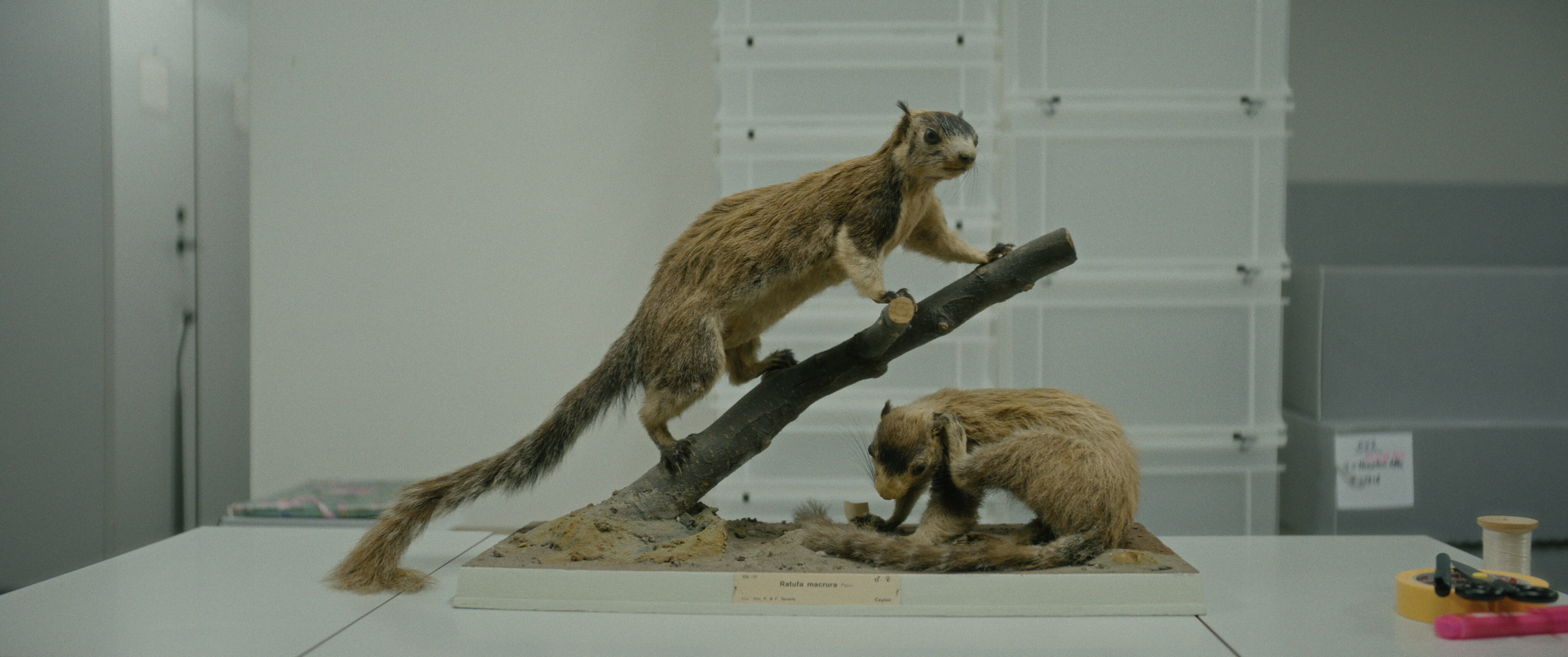 The squirrels to which the film title alludes.