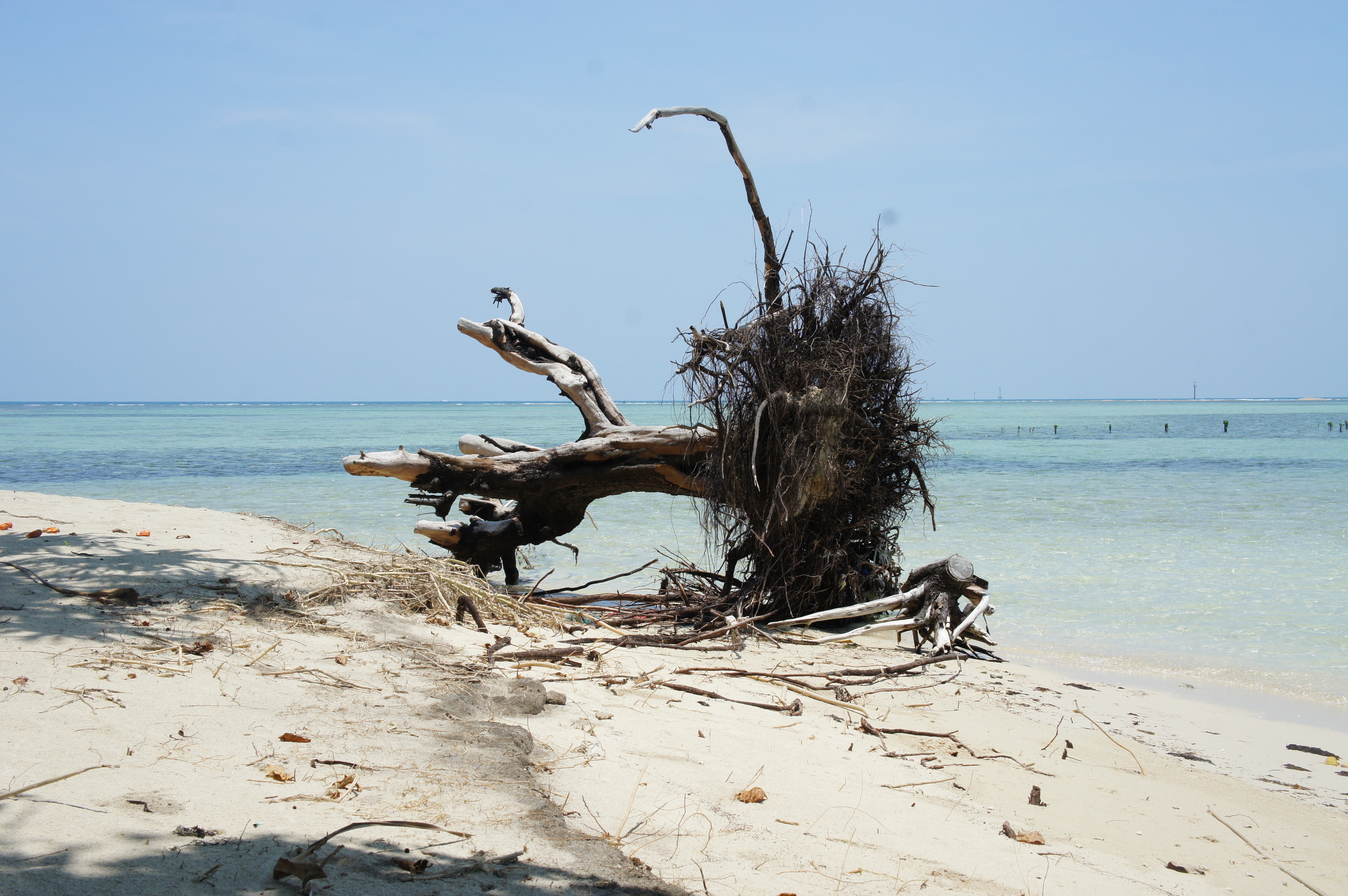 Un arbre mort sur la plage, Pulau Pari