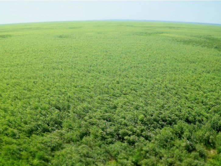 Но, несмотря на опасения экологов, природа удивила скоростью своего восстановления.