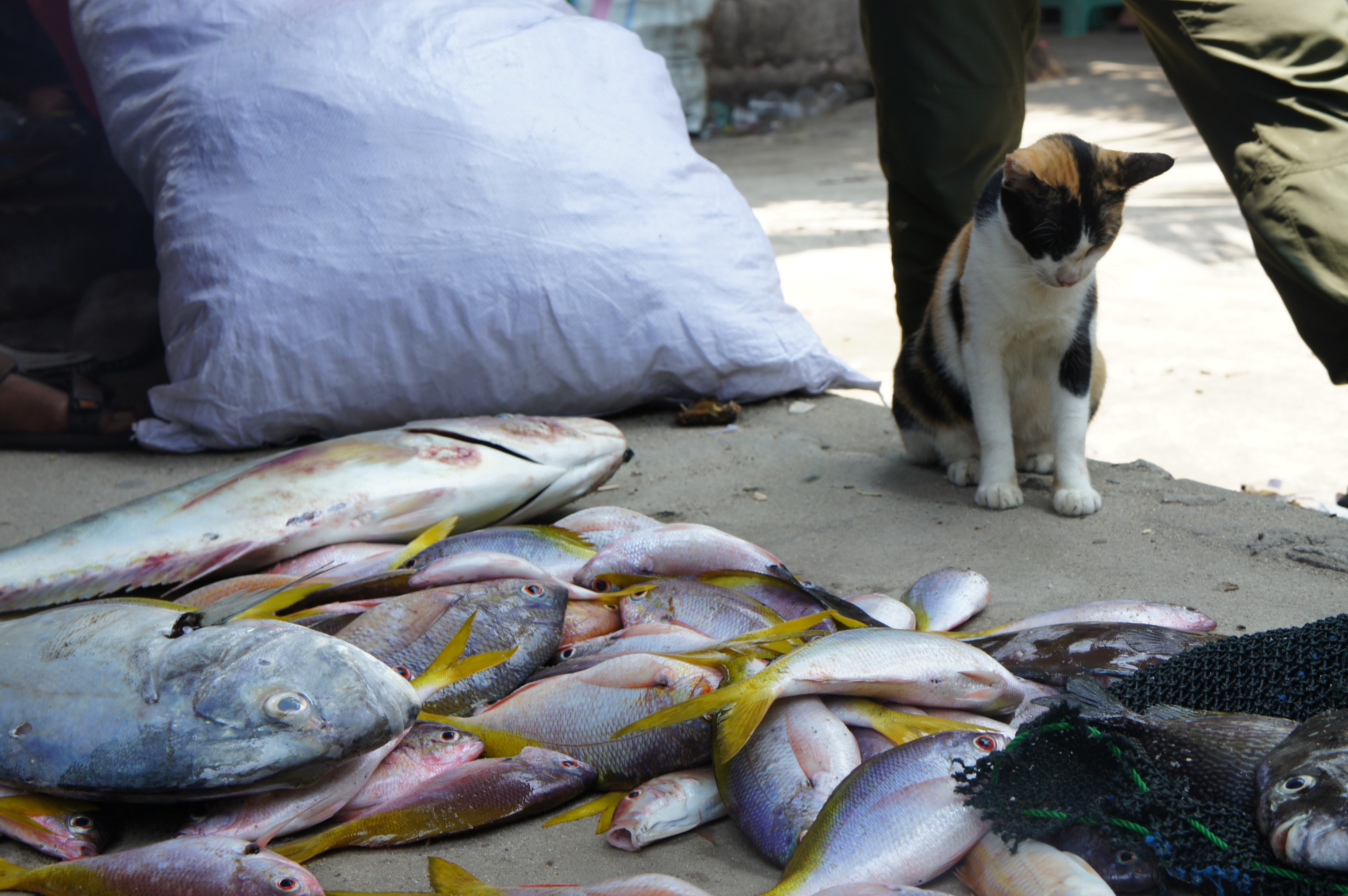 Un chat et la pêche du jour, Pulau Pari.