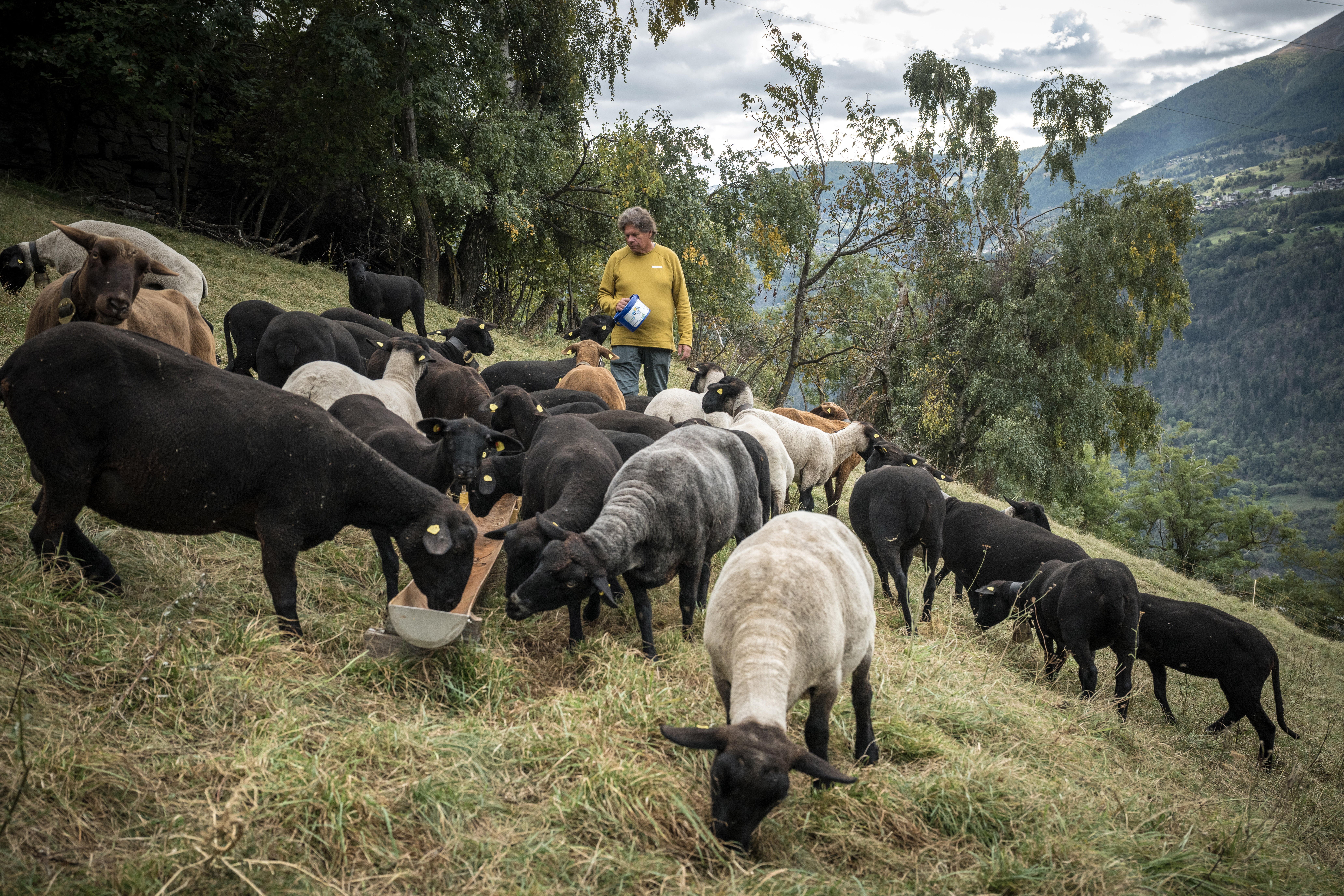 Daniel Ritler, a lifelong Blatten resident who lost his house and farm in the glacier collapse, standing with his animals in the valley in October.