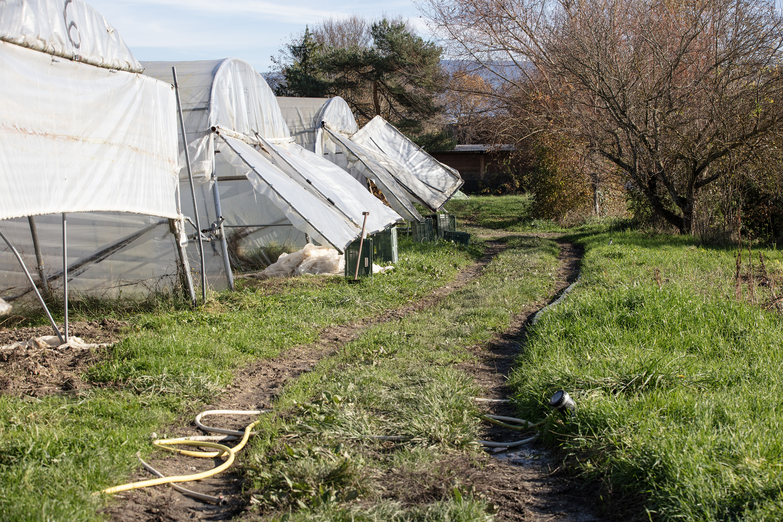 Hier wird Gemüse angebaut